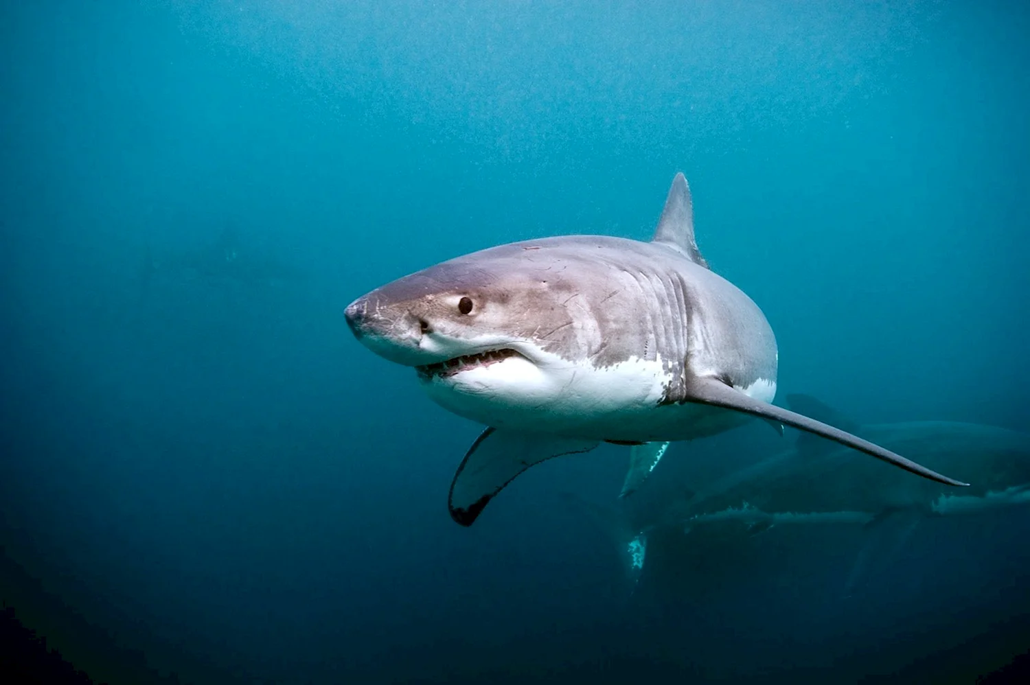 White Shark 30мг