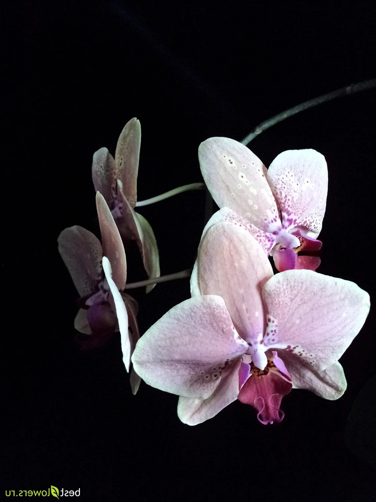 Wild Орхидея Phalaenopsis