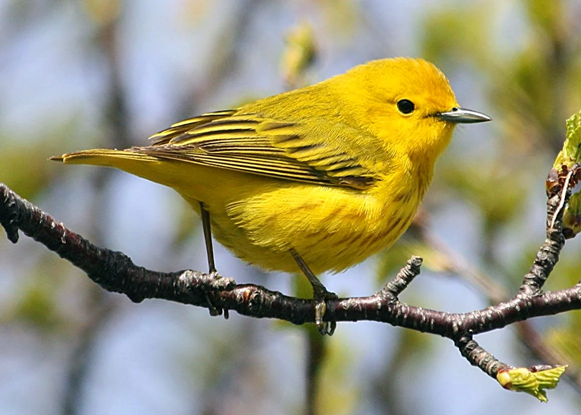 Yellow Warbler птица