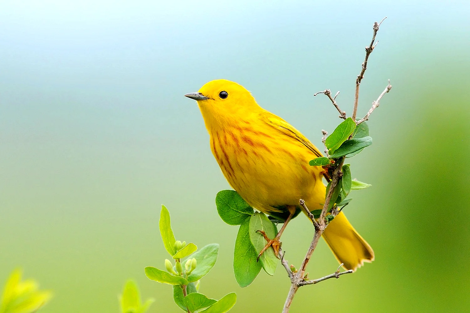 Желтая птичка (48 лучших фото)