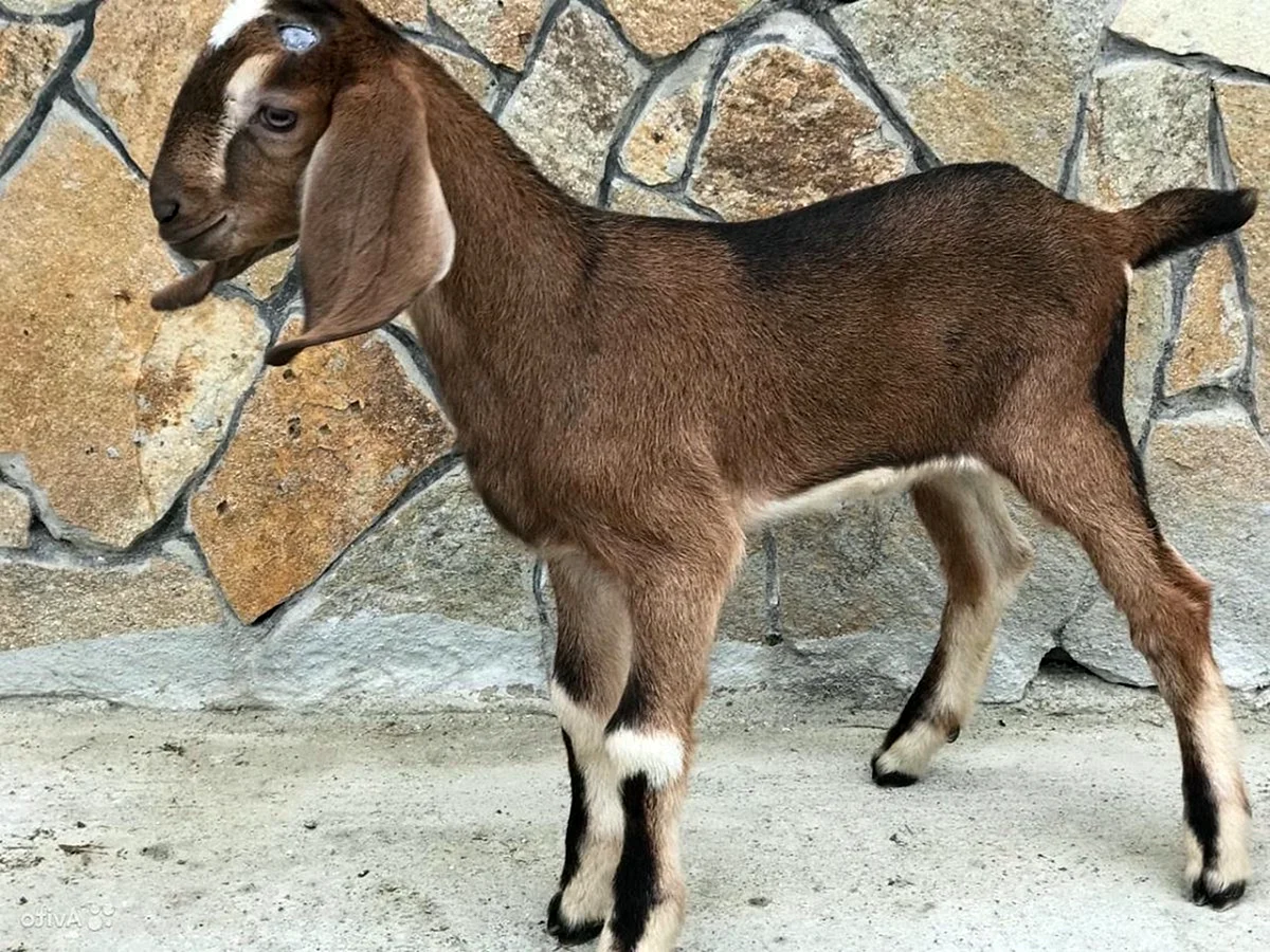 Заано-нубийские козы