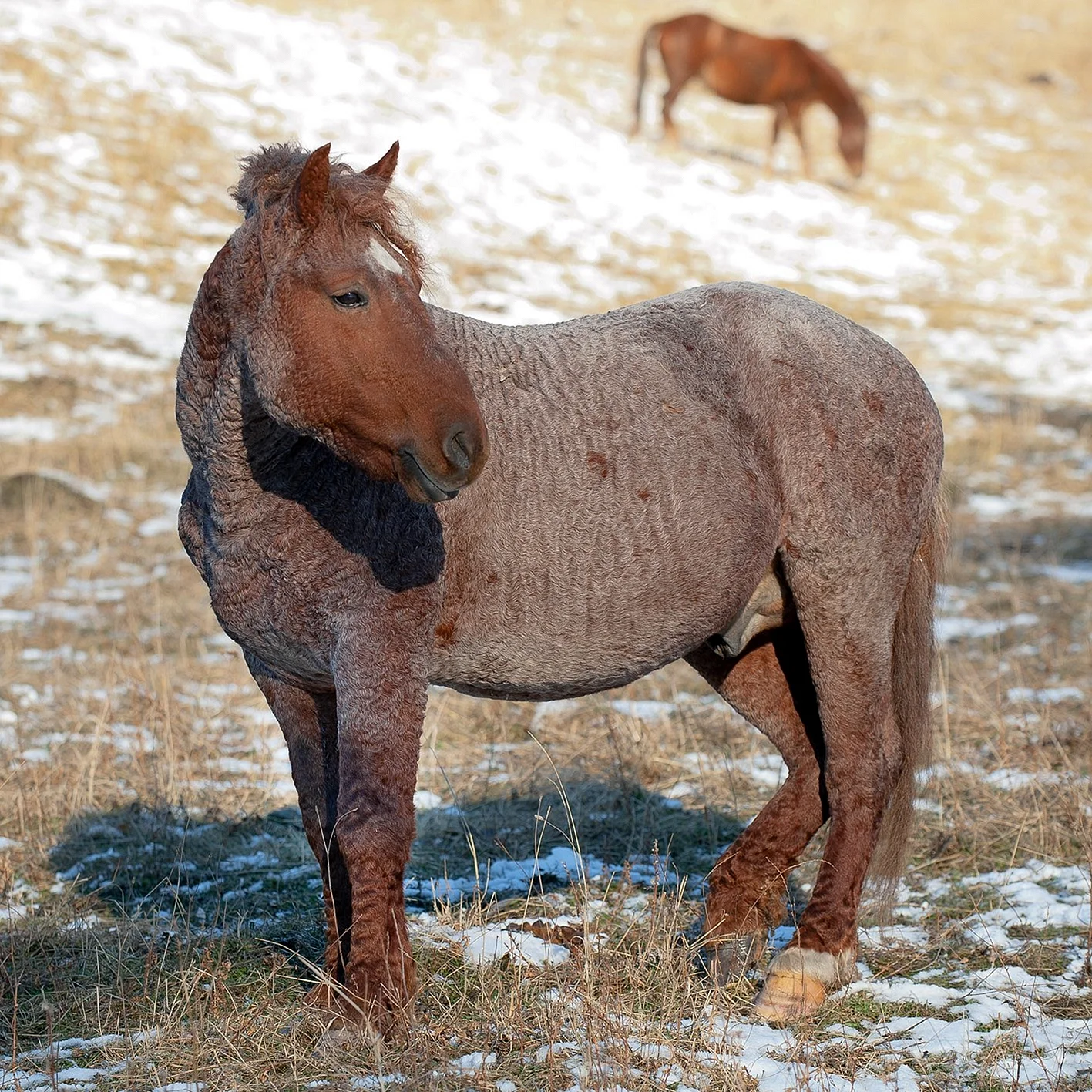 Забайкальская кучерявая порода лошадей