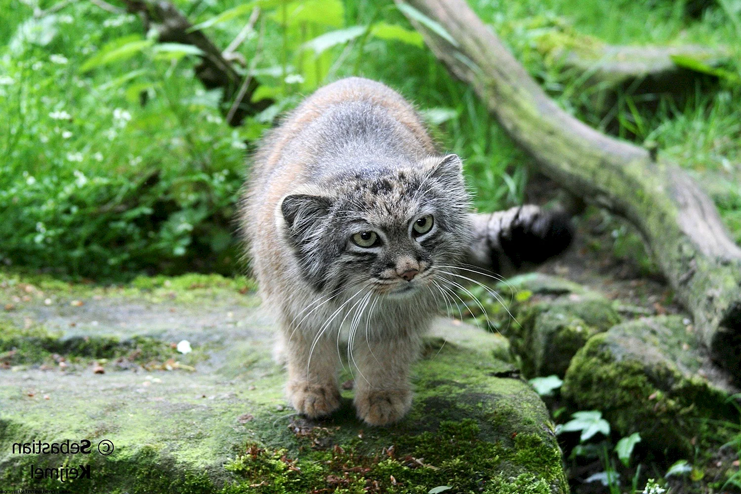 Забайкальский кот Манул