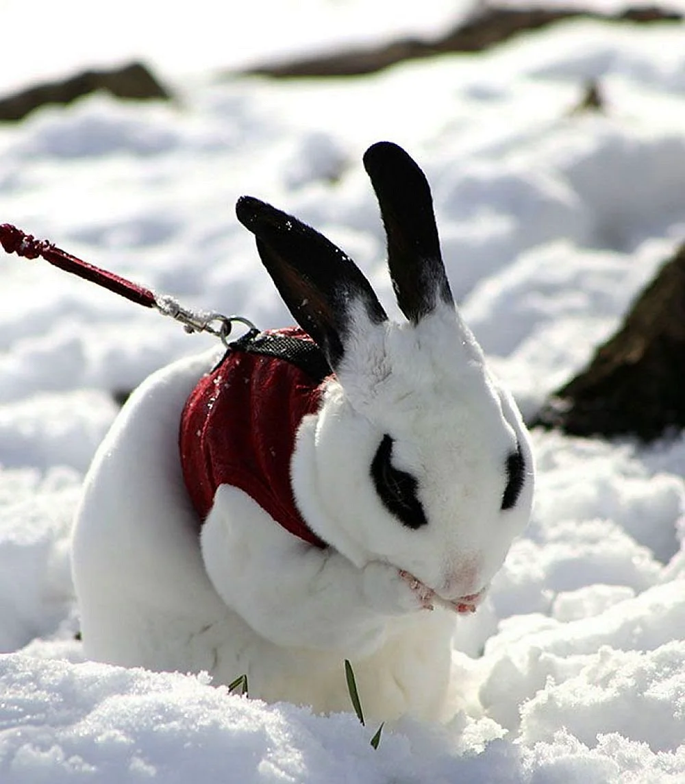 Забавные животные в снегу