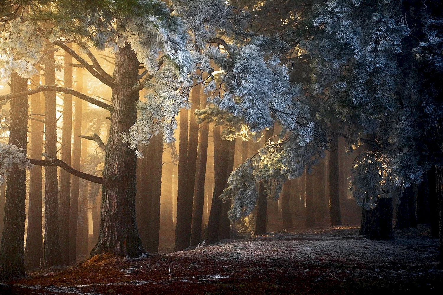 «Зачарованный лес» («Enchanted Forest»)
