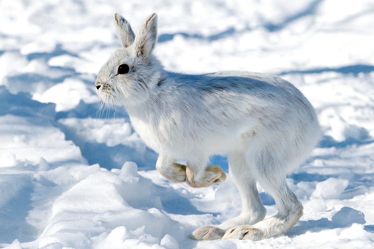 Заяц Беляк в Якутии