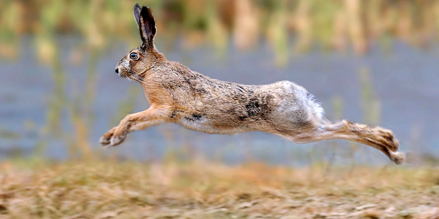 Заяц Русак бежит