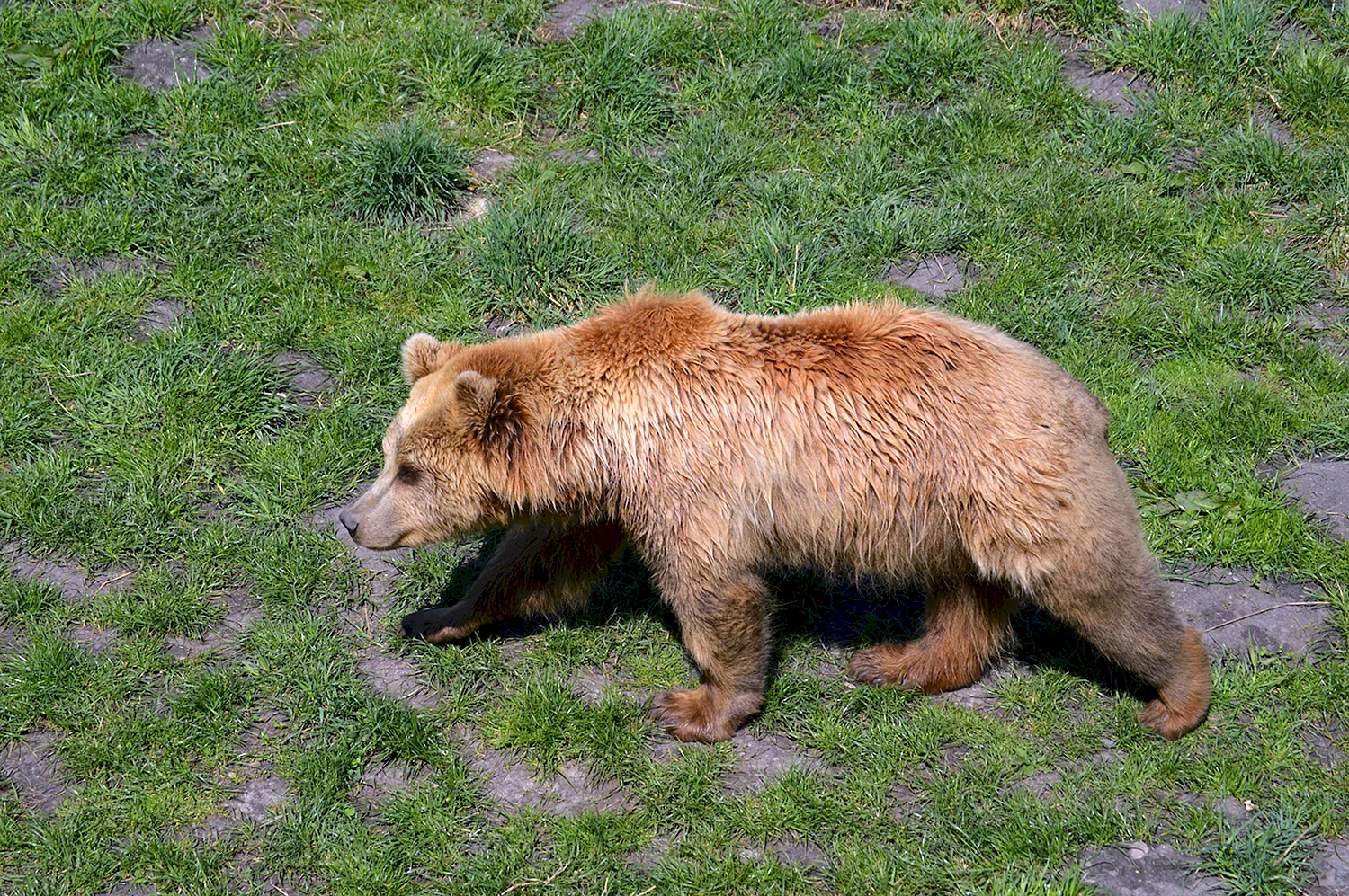 Закавказский бурый медведь