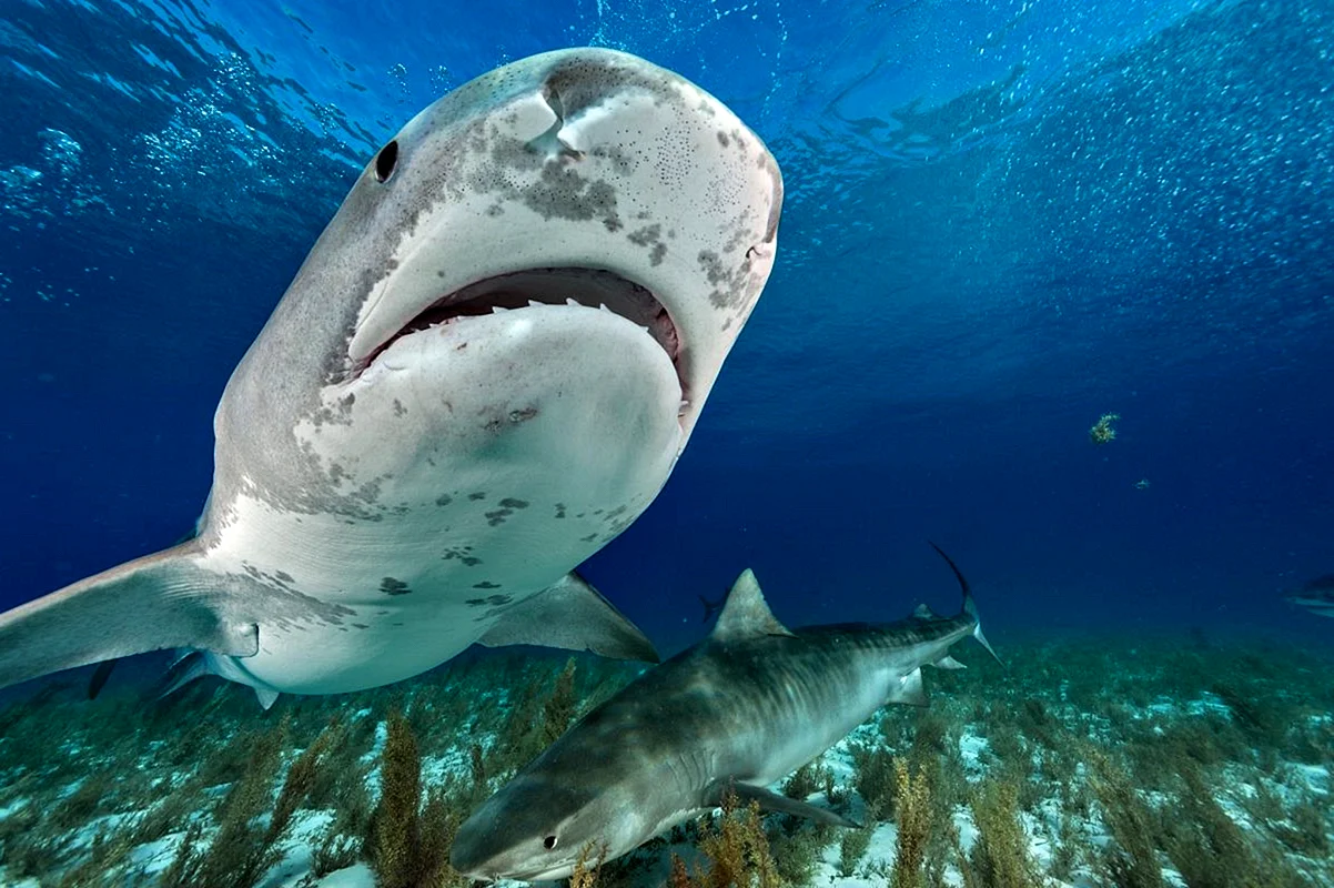 Залив Шарк тигровая акула
