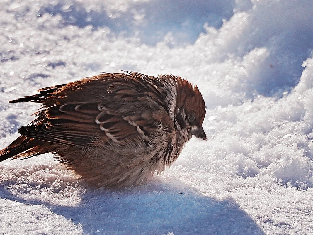 Замерзшая птица