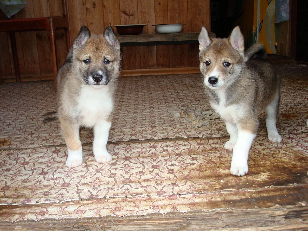 Западно Сибирская лайка щенки 2 месяца рыжий