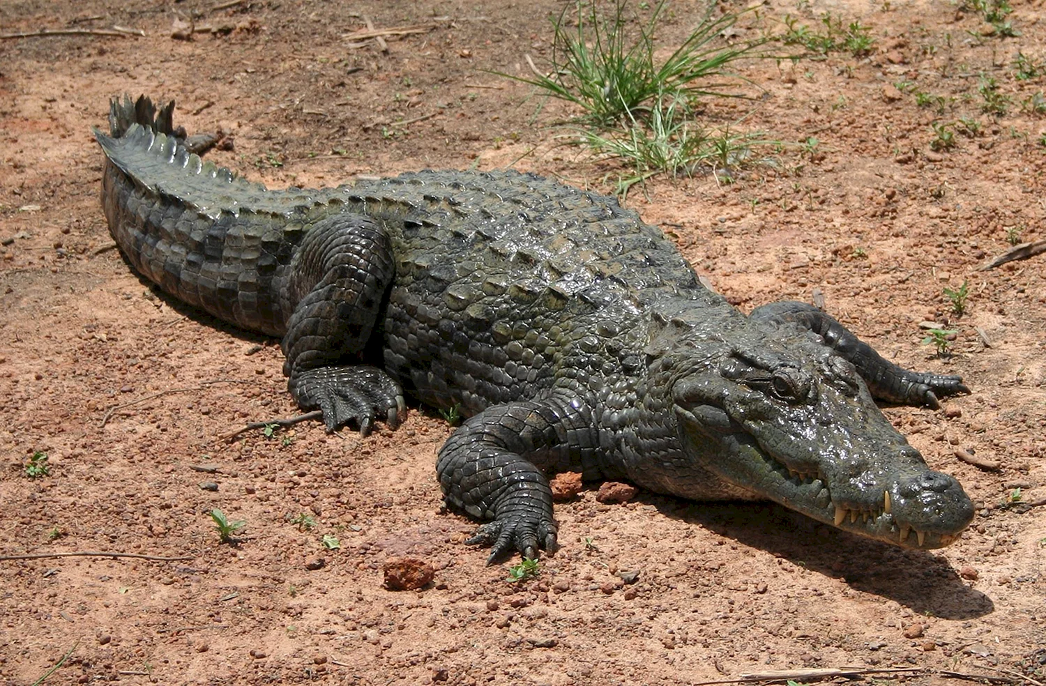 Западноафриканский крокодил