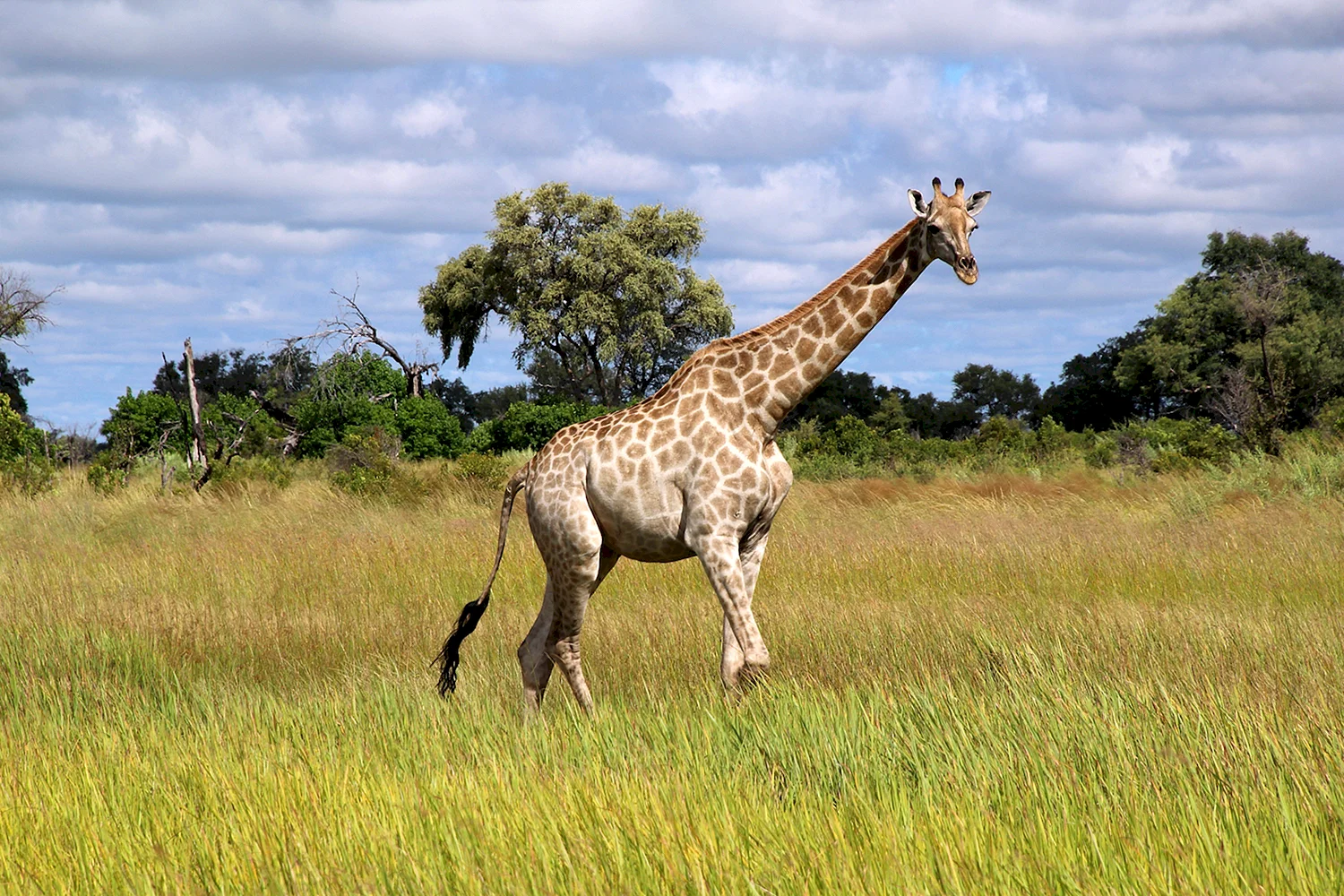 Западноафриканский Жираф