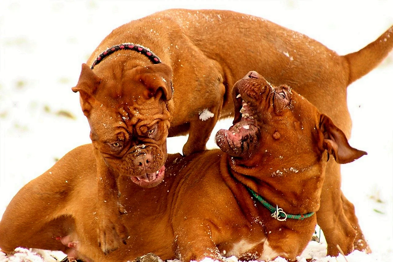 Запрещённые бойцовские собаки