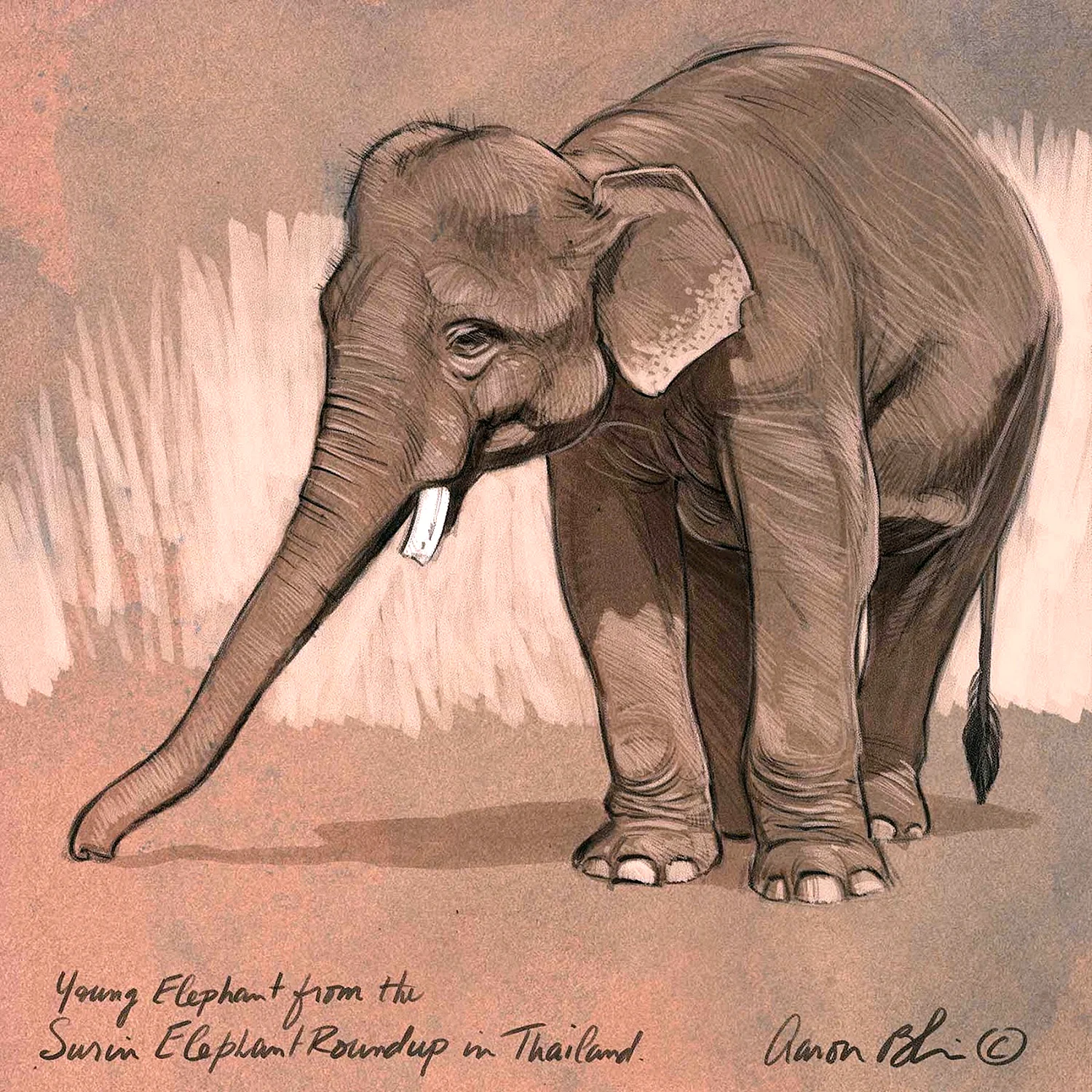 Зарисовка слона