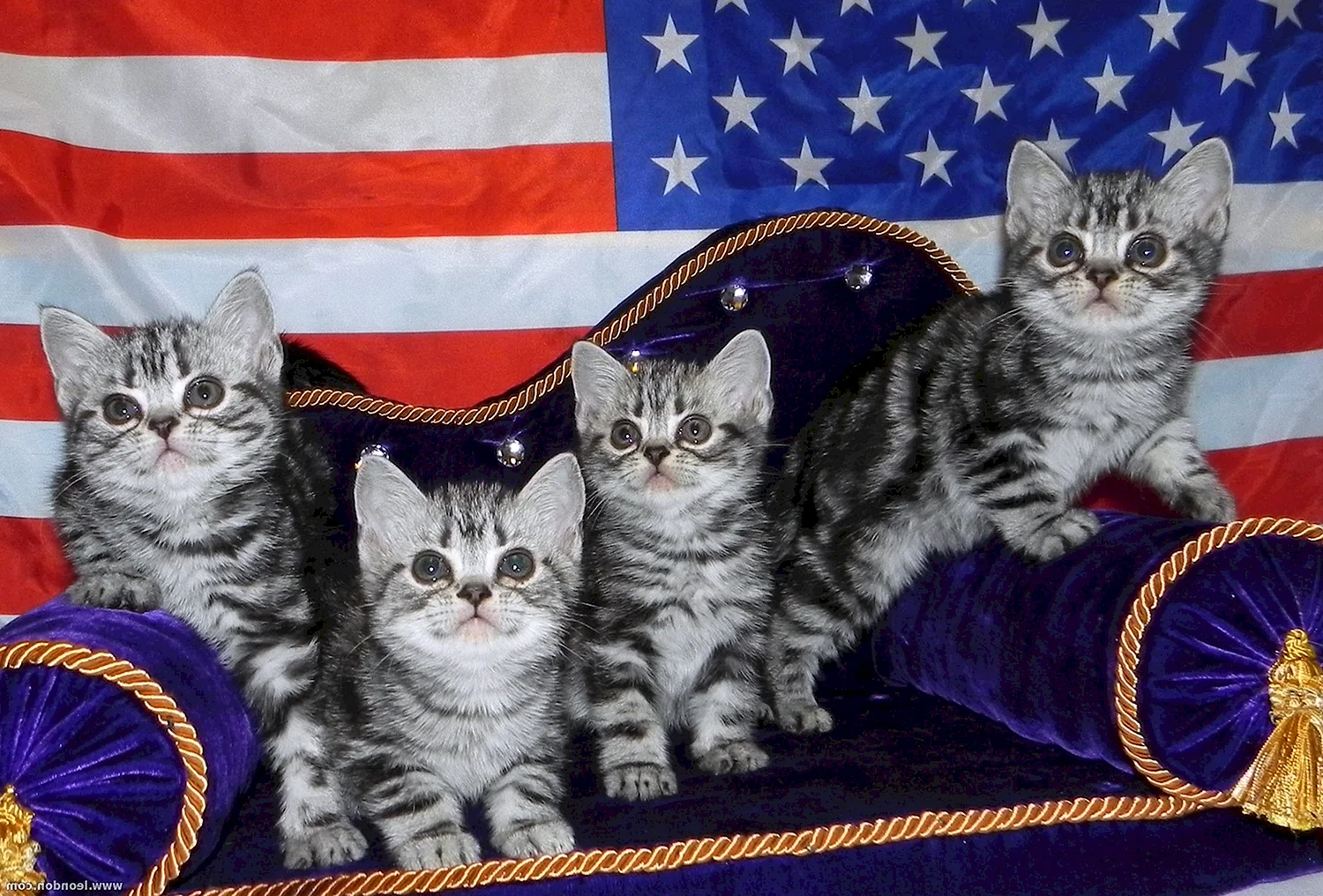 Заводчики американских короткошерстных кошек