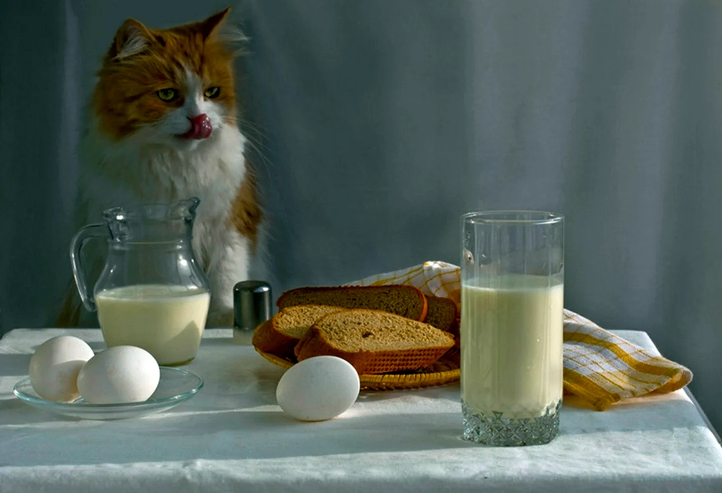 Завтрак с котом