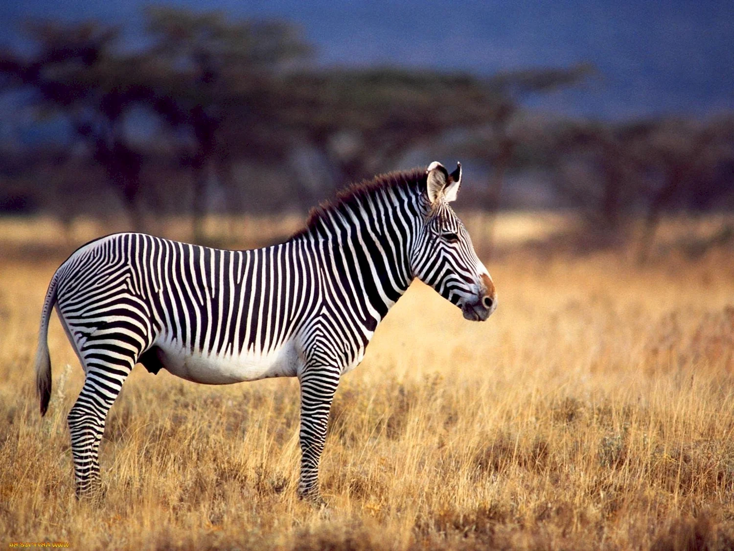 Зебра в Африке