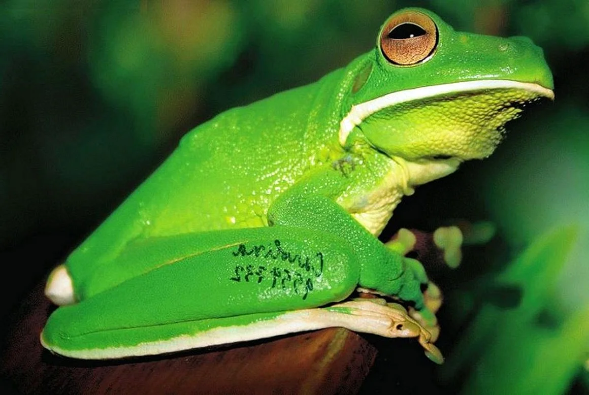 Зеленая ядовитая лягушка