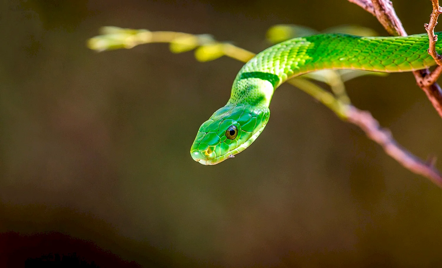 Зелёная мамба змея