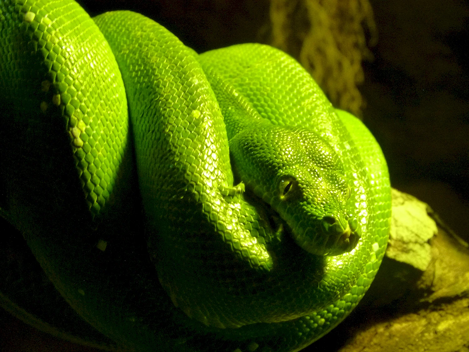 Зелёная мамба змея