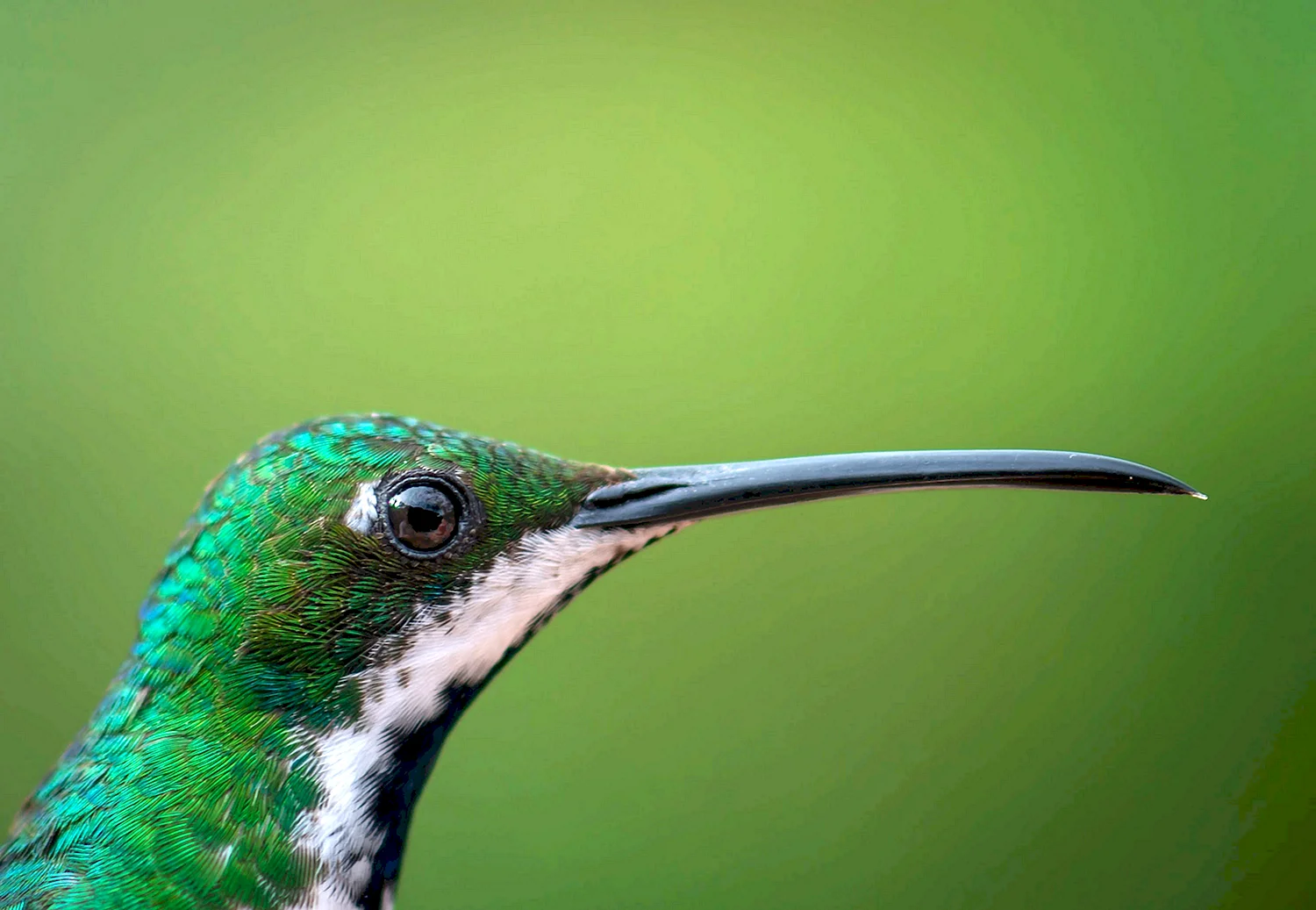 Зелёная птичка с длинным клювом