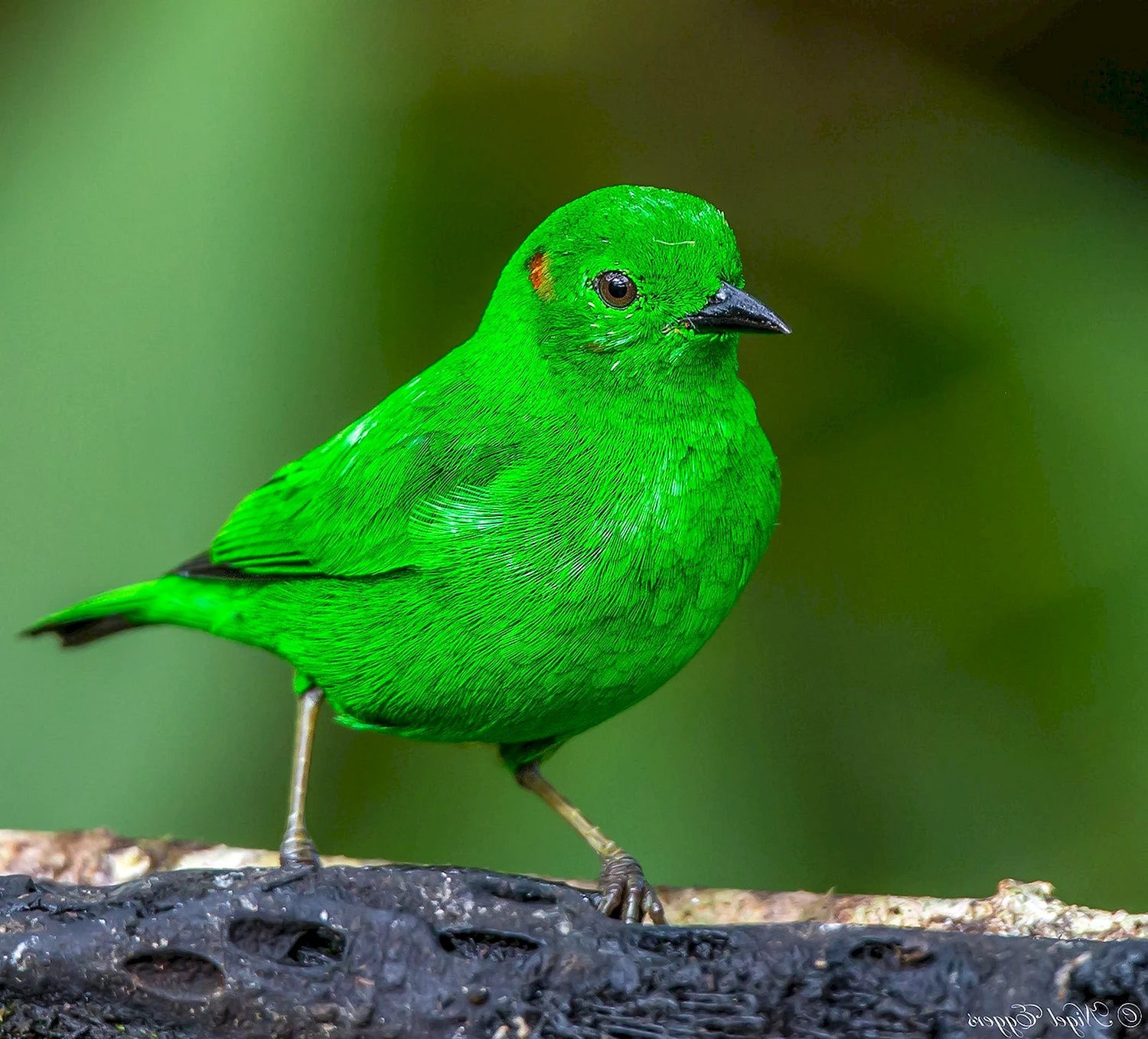 Зеленая танагра птица