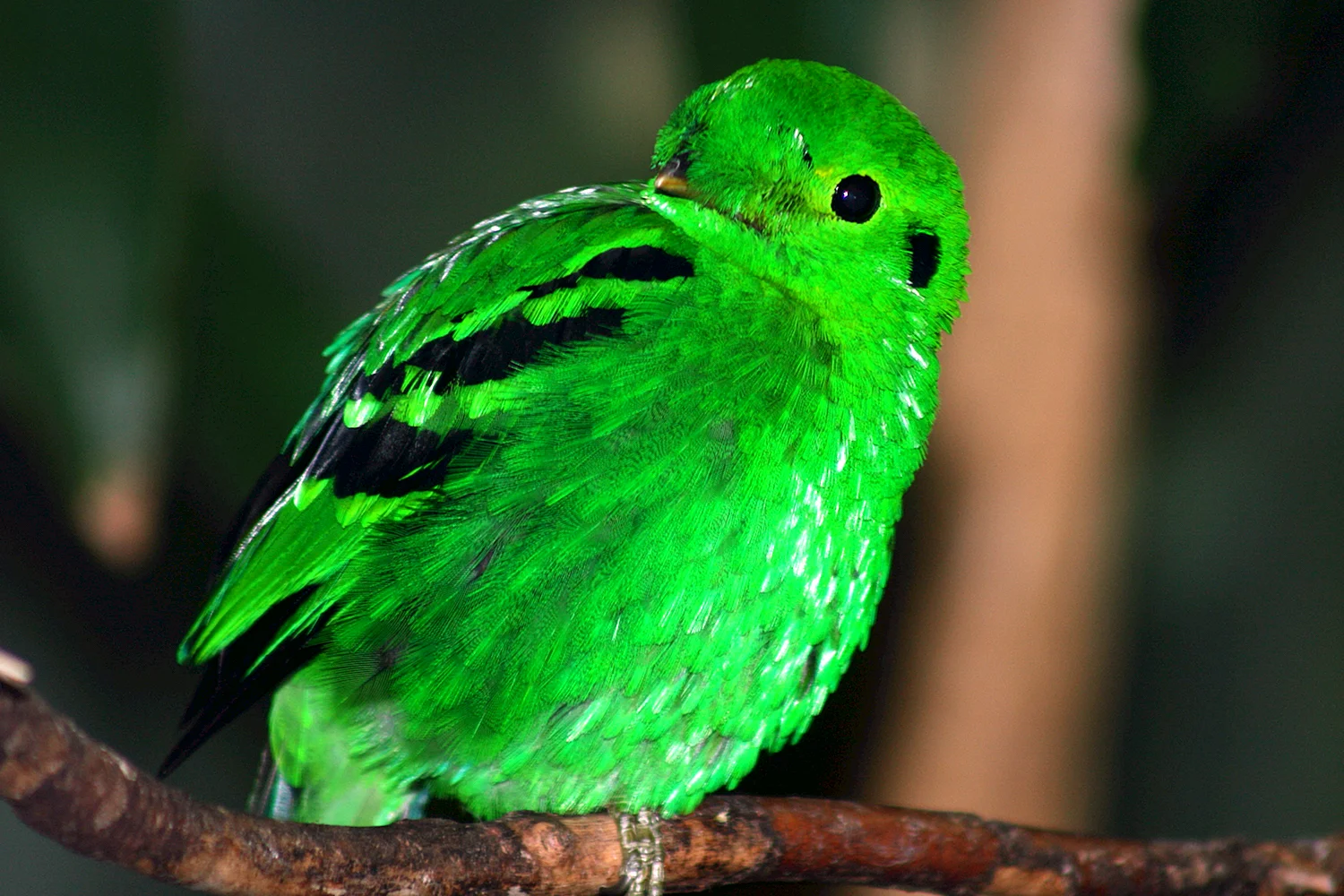 Зеленая Тропическая птица