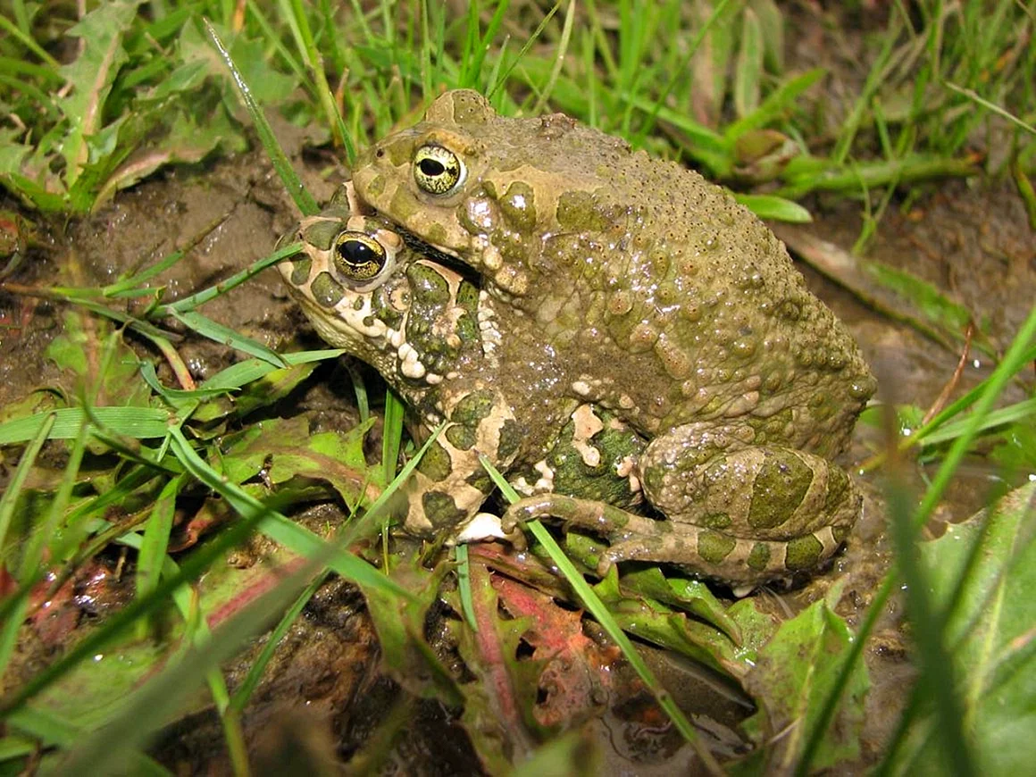 Зеленая жаба Bufo viridis