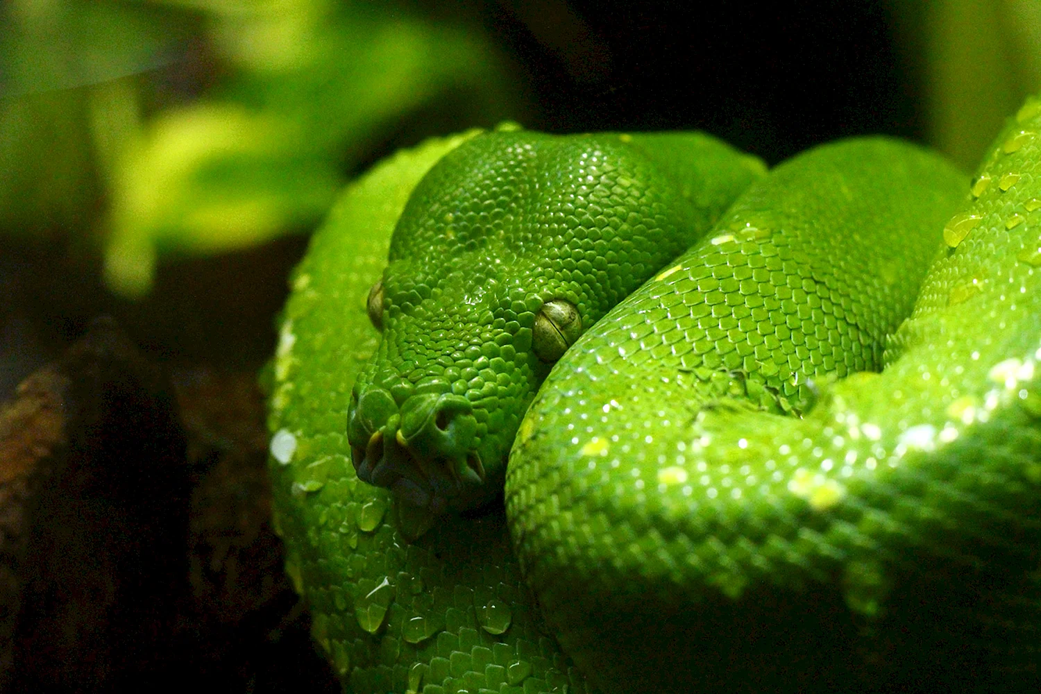 Зелёная змея Рюкю