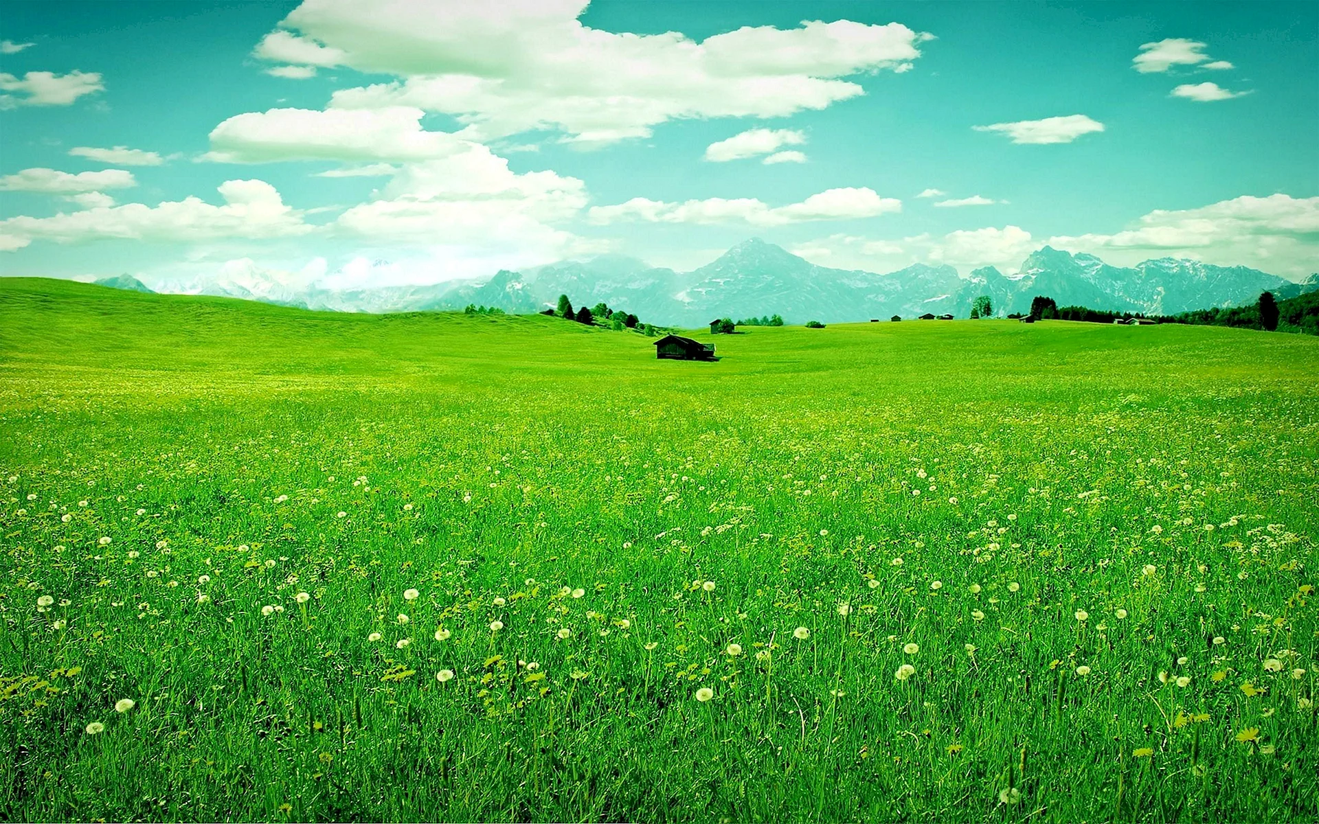 Зеленое поле