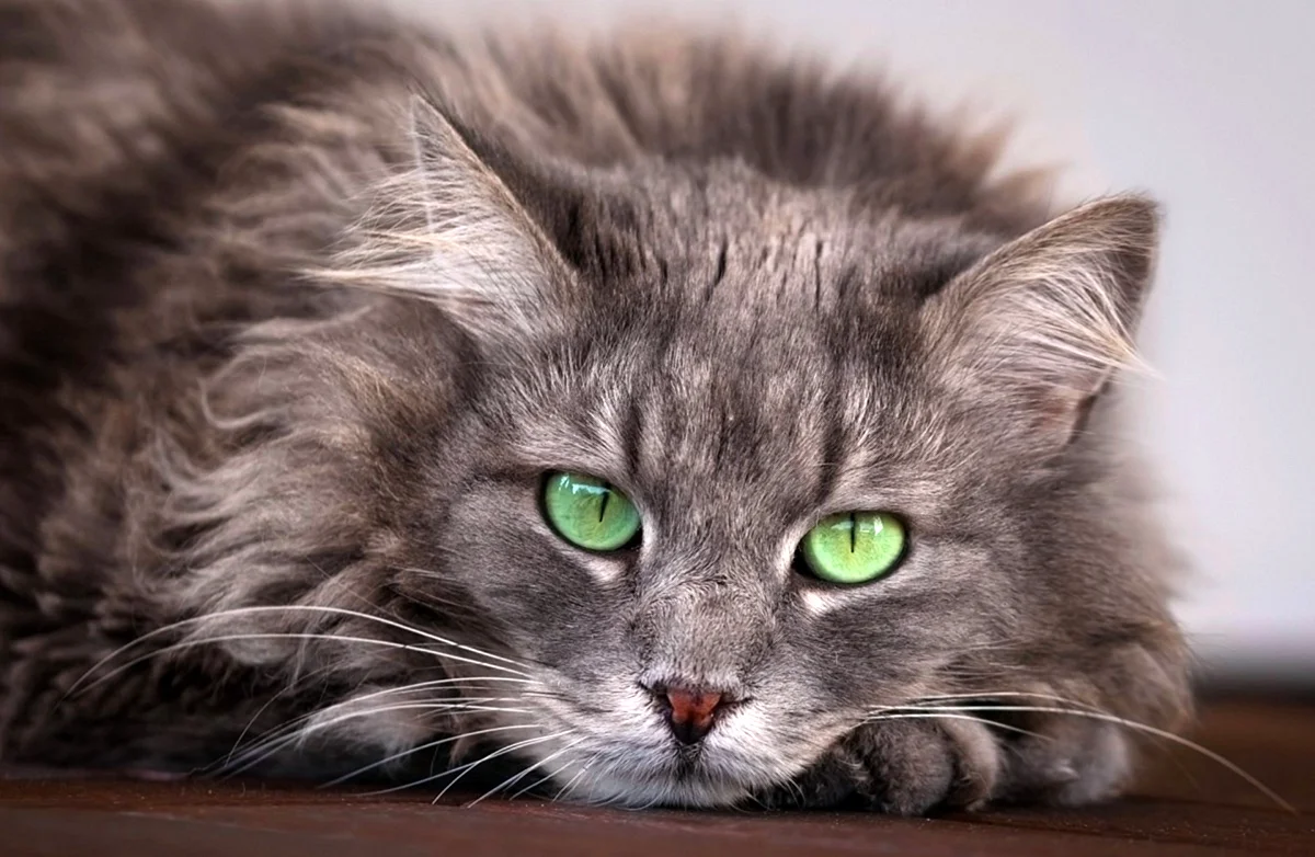 Зеленоглазый Сибирский кот