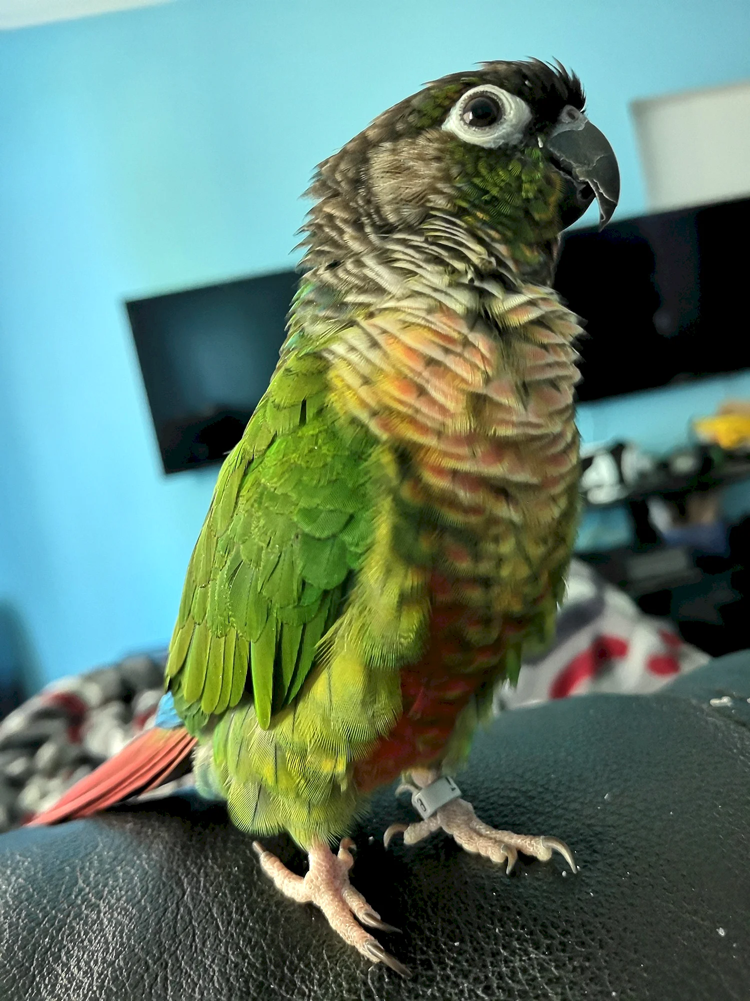 Зеленощёкий краснохвостый попугай