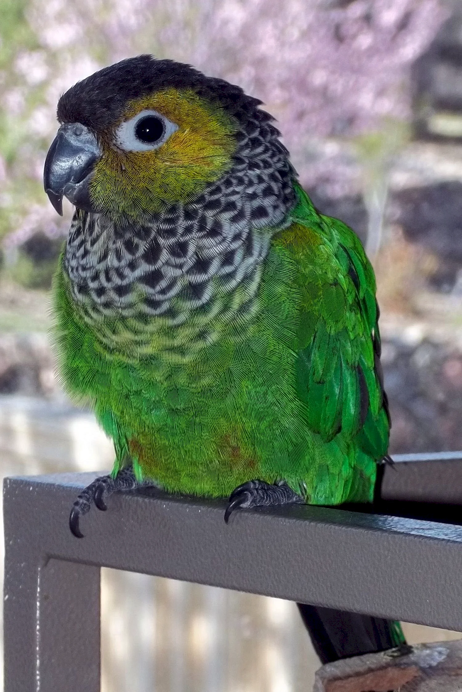 Зеленощекий краснохвостый попугай
