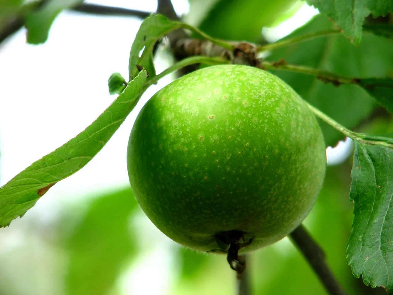 Зеленые яблоки на дереве