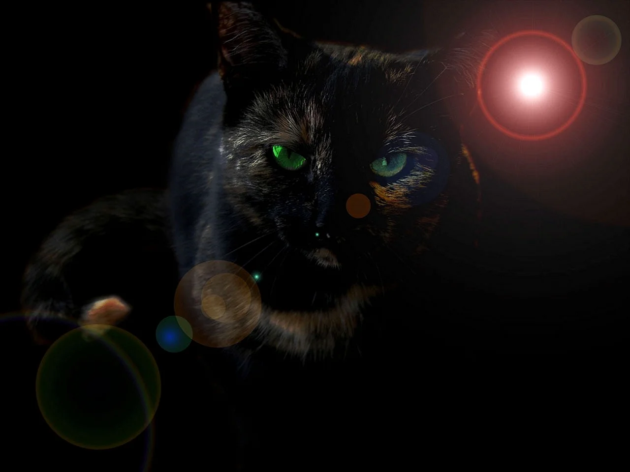 Зеленые кошачьи глаза в темноте