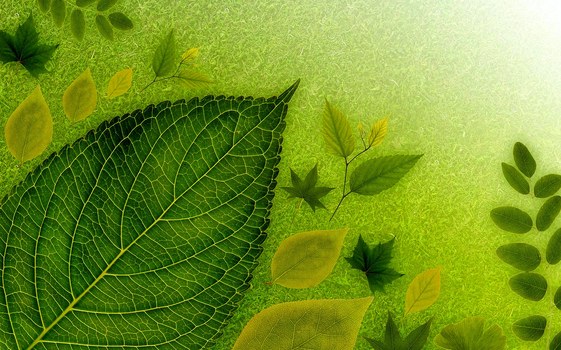 Зеленые листья фон