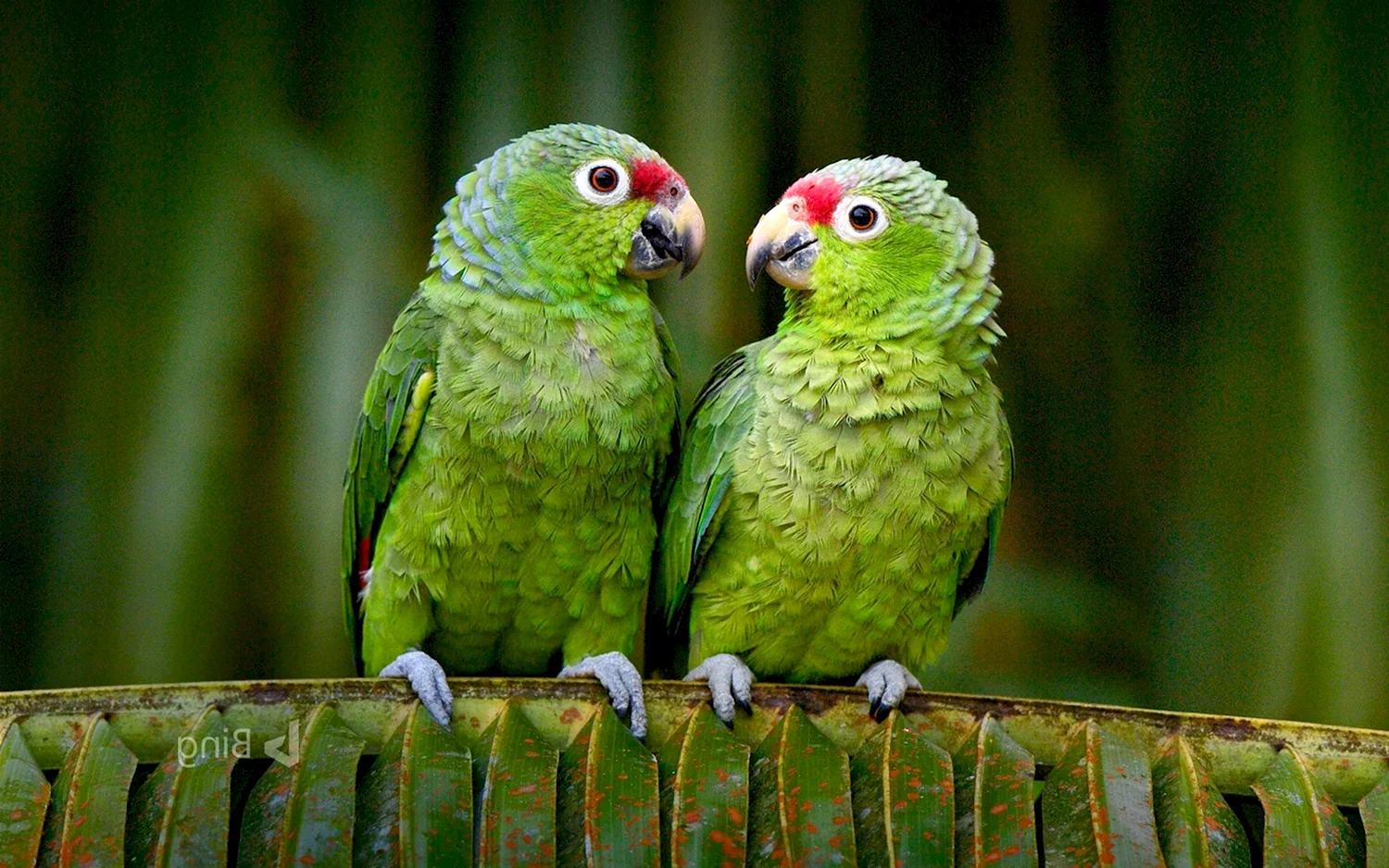 Зеленый амазонский попугай
