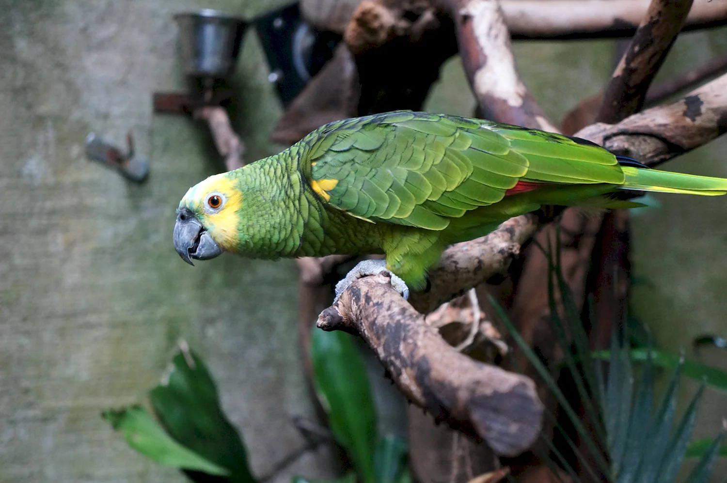 Зеленый амазонский попугай