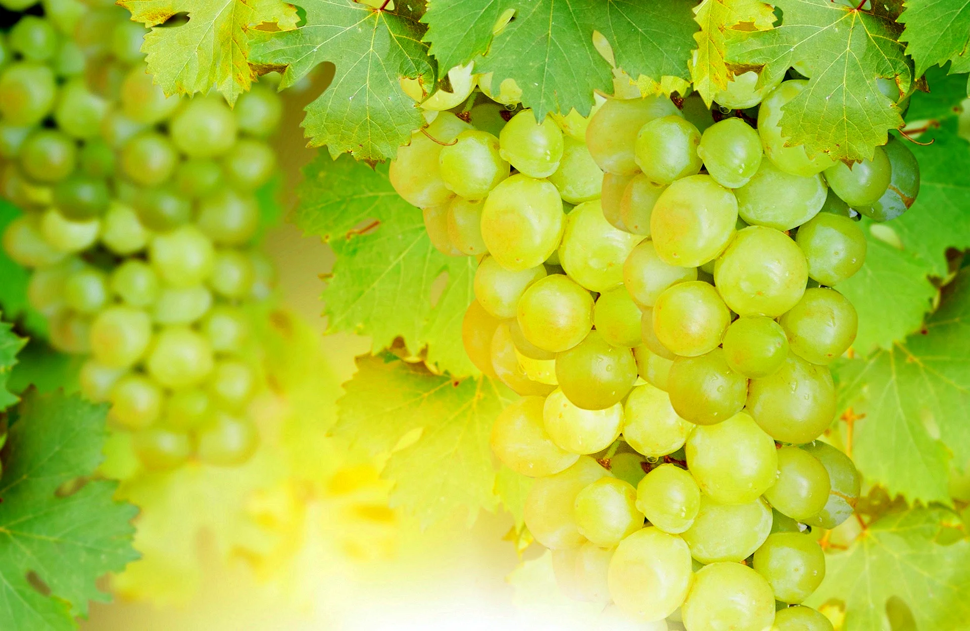 Зеленый белый виноград гроздь листья