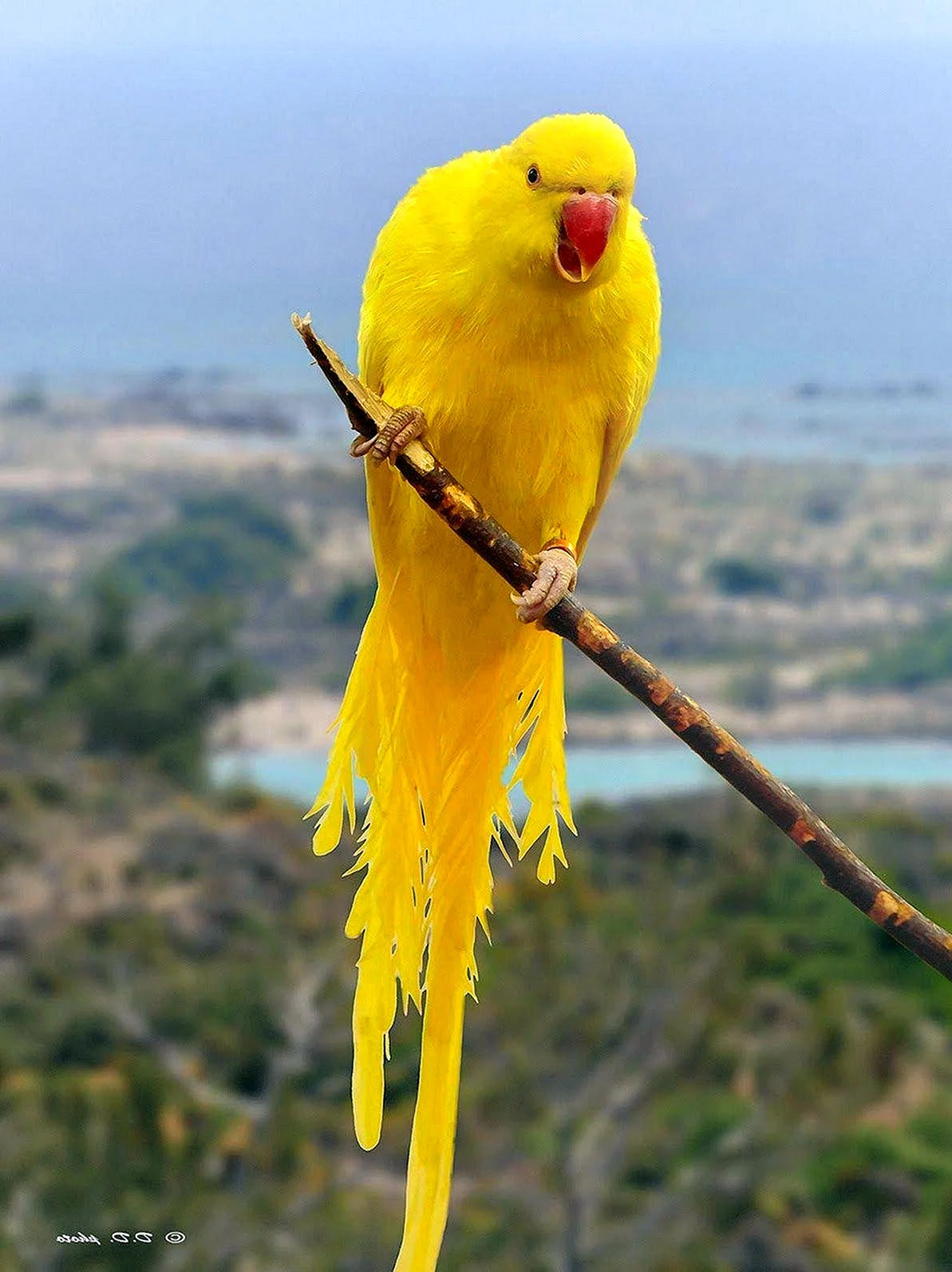 Зеленый длиннохвостый попугай