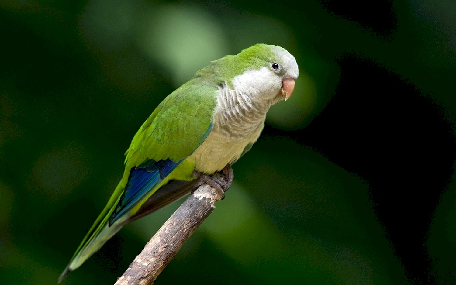 Зеленый длиннохвостый попугай