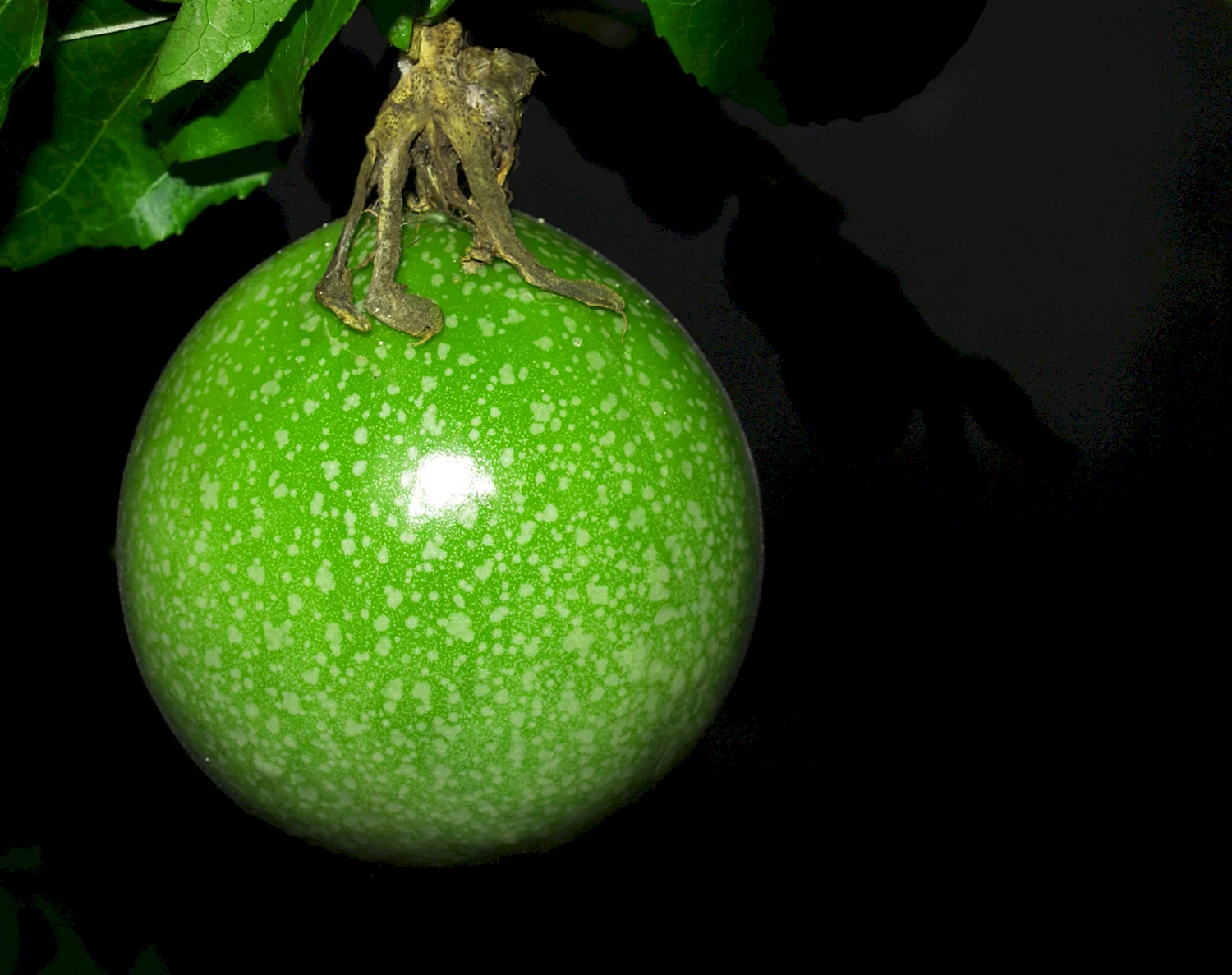 Зелёный фрукт круглый