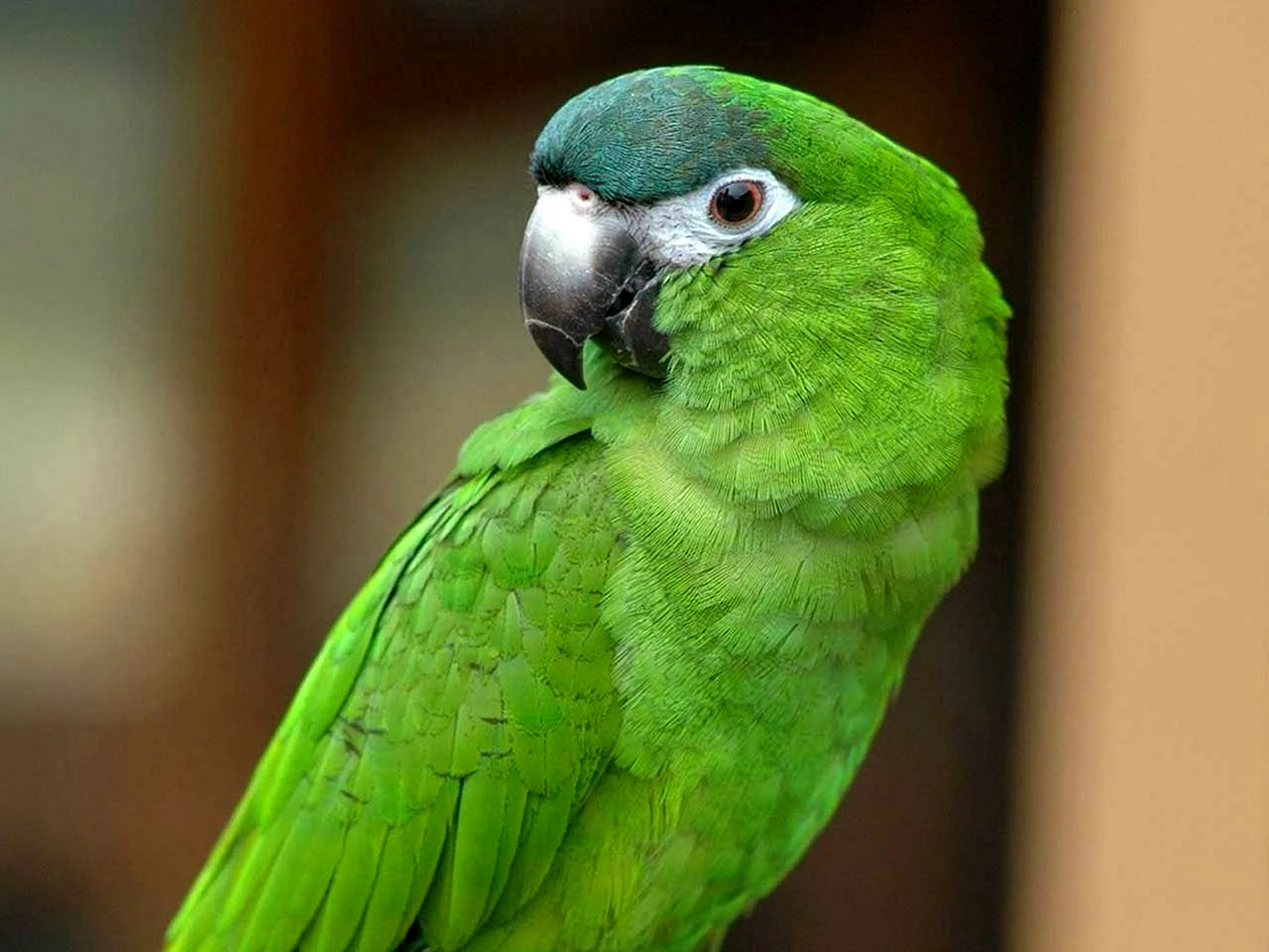 Зеленый попугай