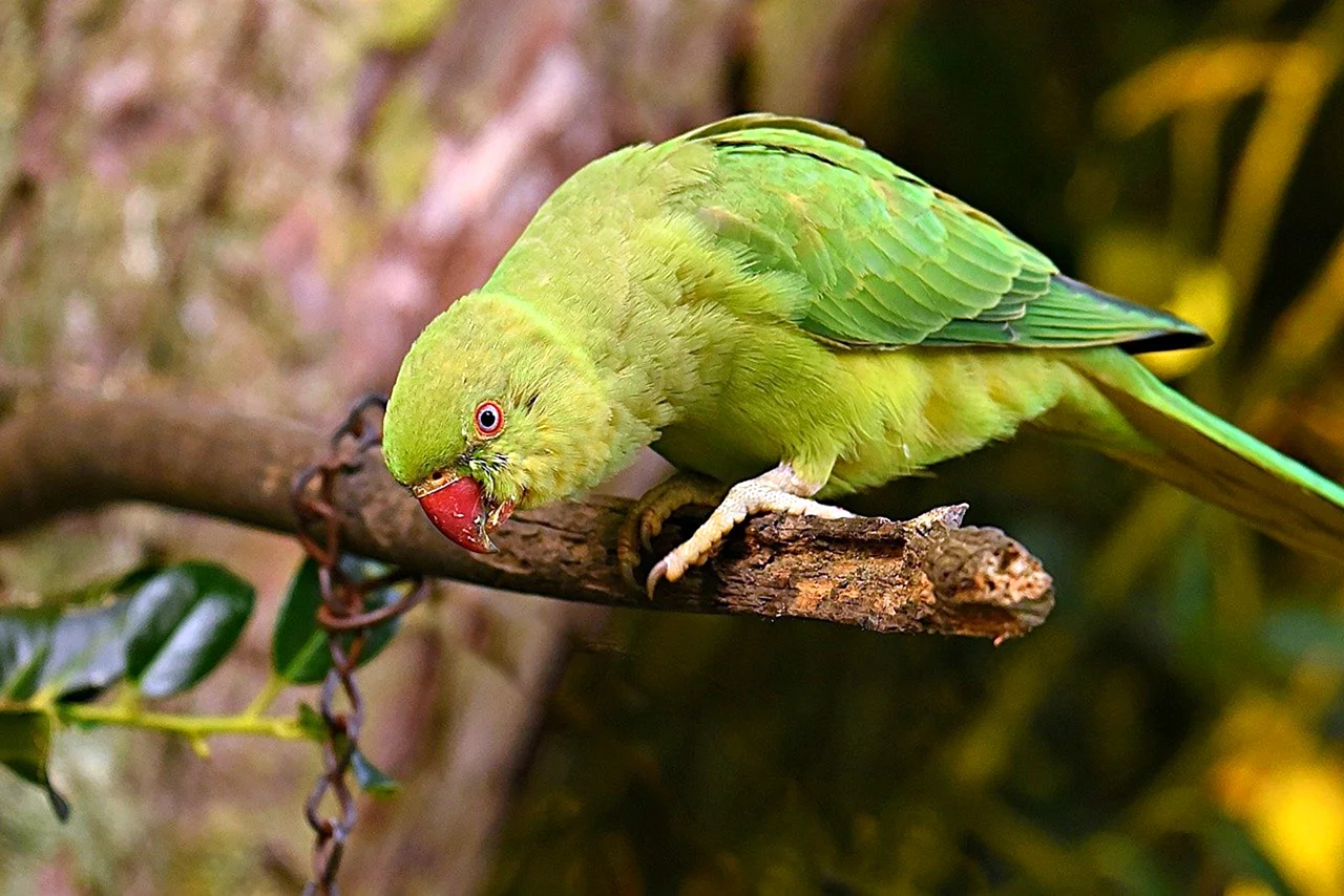 Зеленый попугай с красным клювом