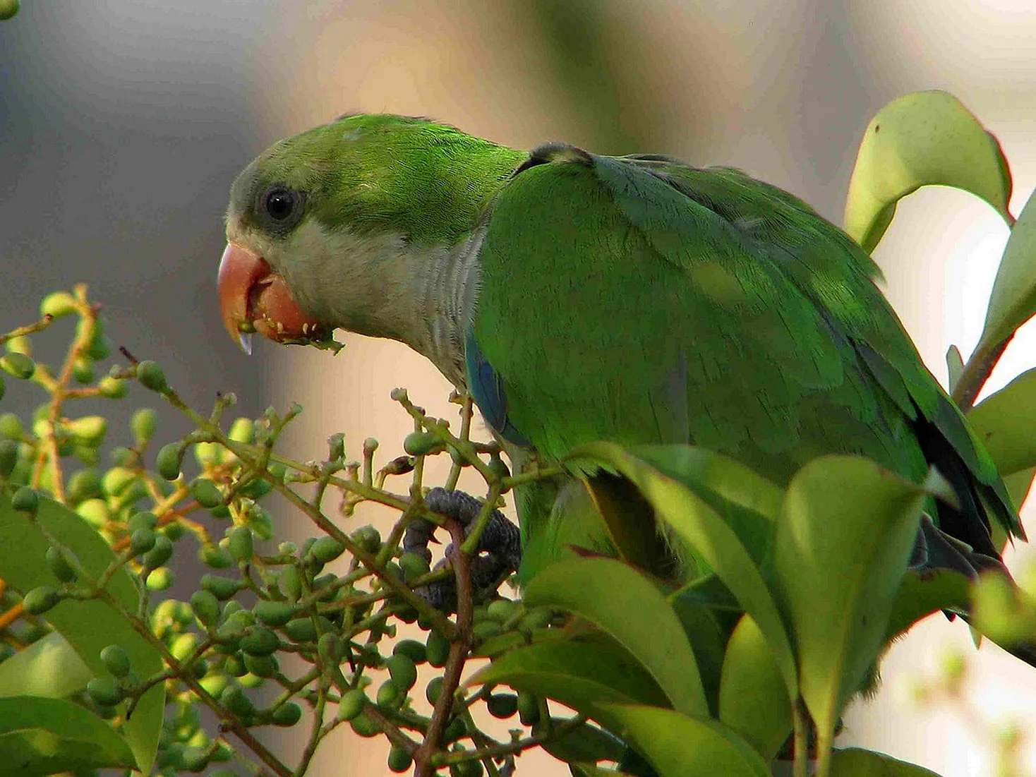 Зеленый попугай-квакер