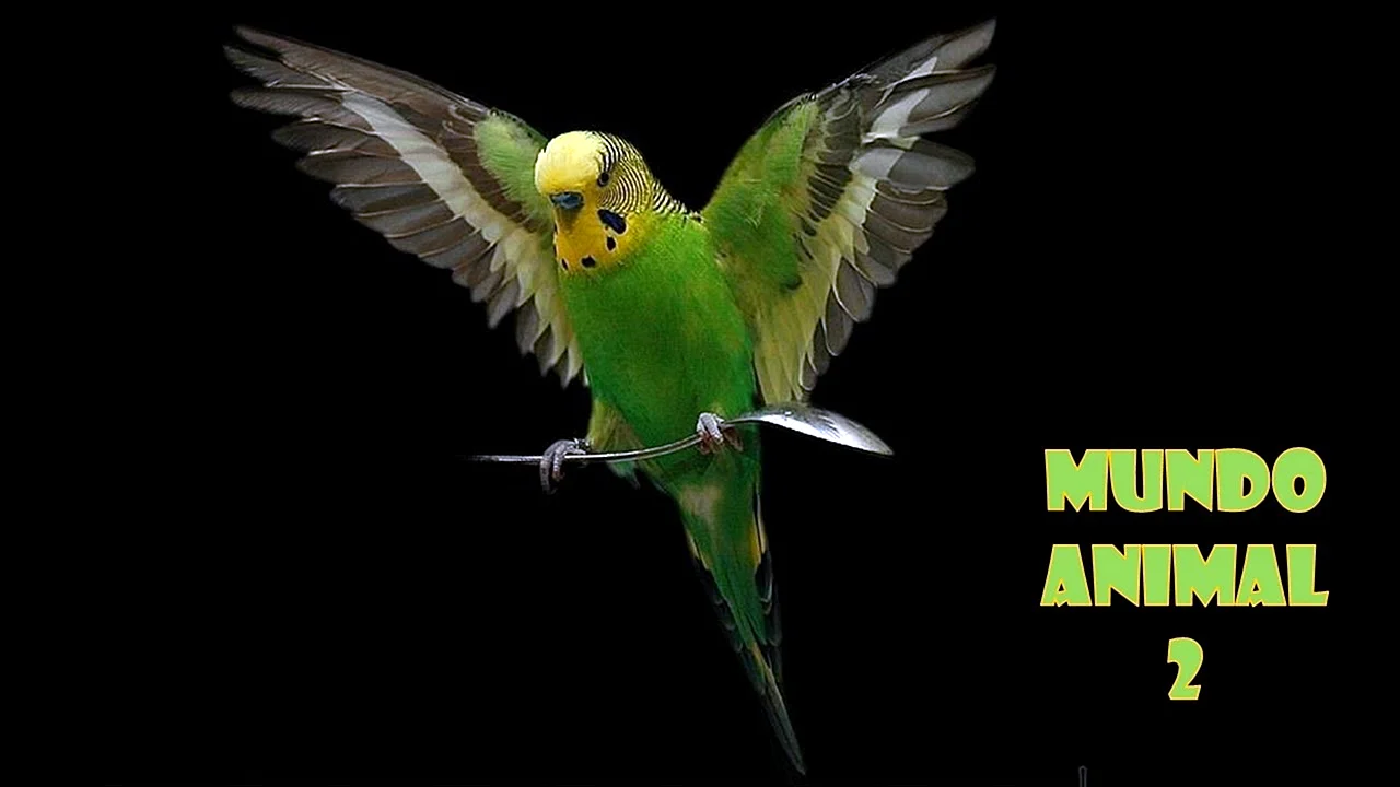Зеленый волнистый попугай Крылья