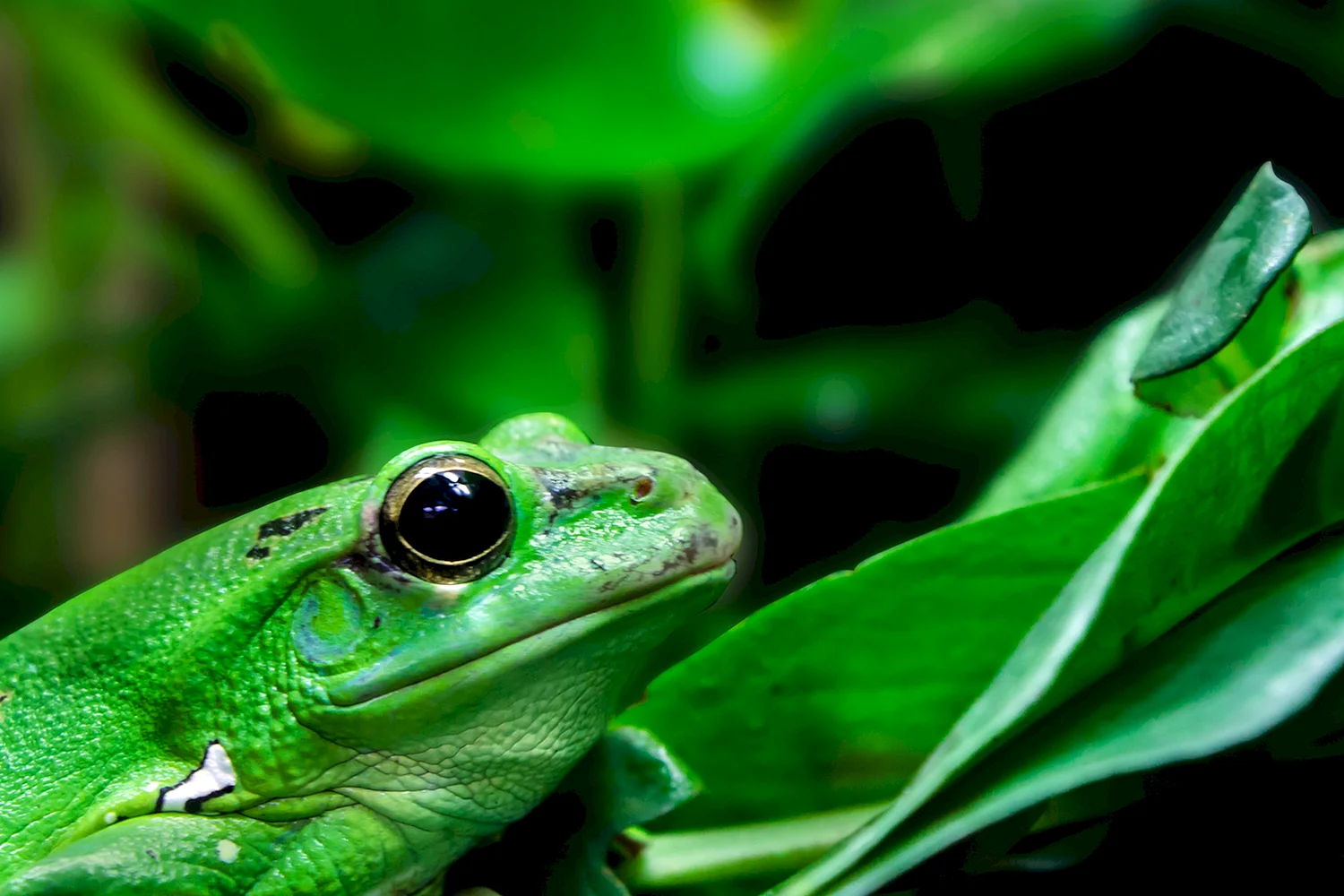 Земноводные бесхвостые зелёная лягушка