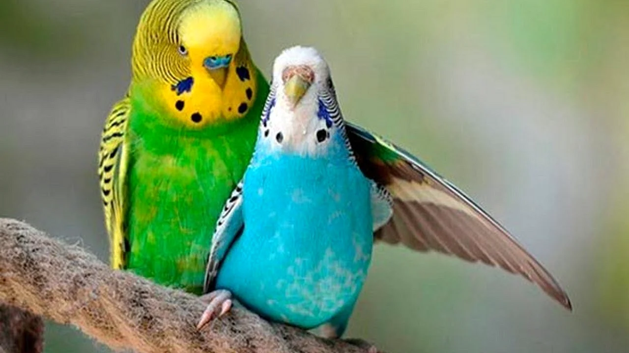 Жако и волнистый попугай
