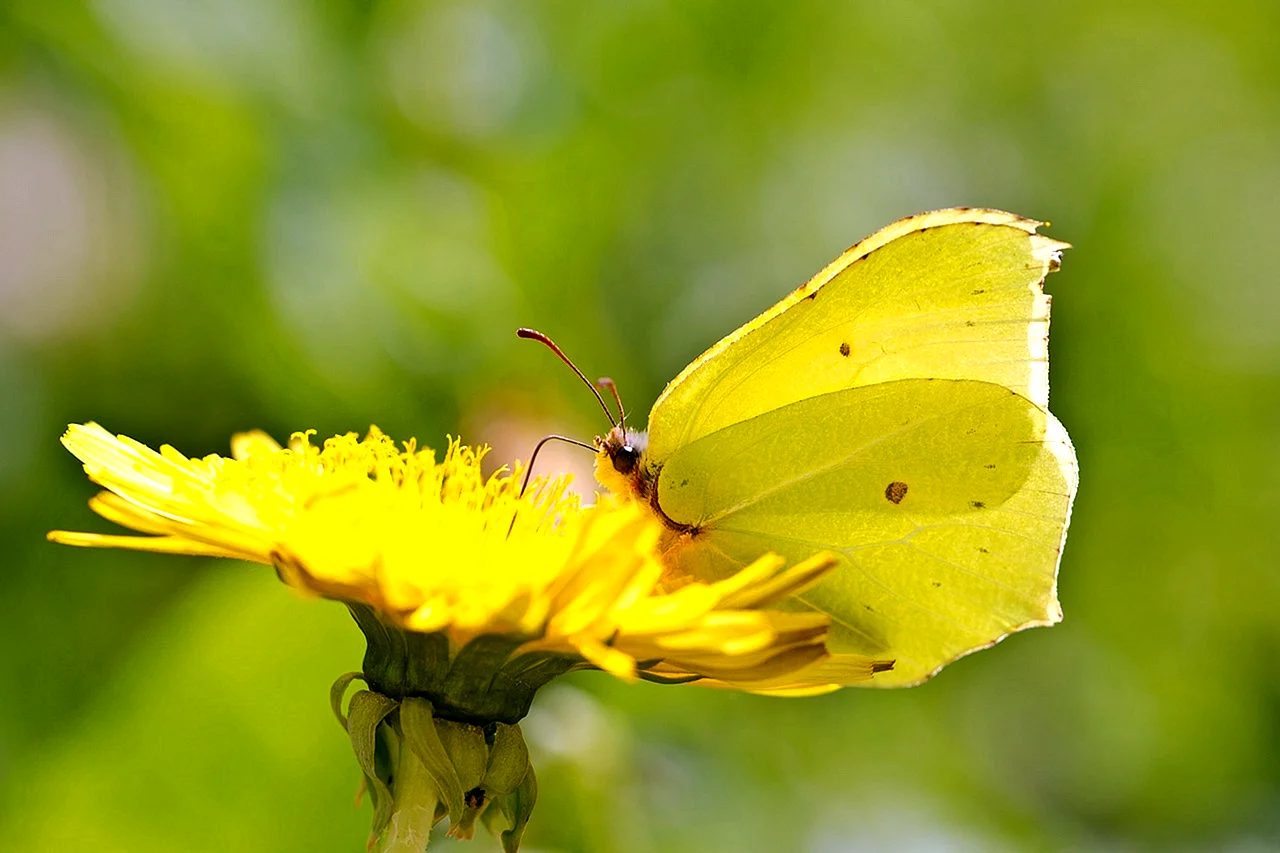 Желтая бабочка лимонница на цветке